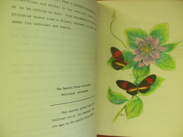 Image for The First Real Butterfly Craft Book (Mounting Specimens)