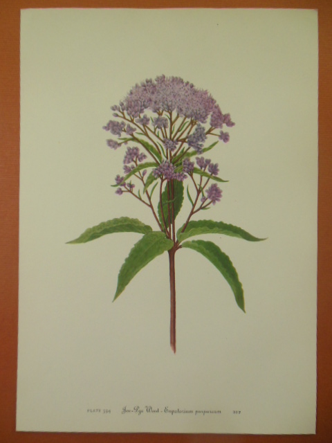 Image for Botanical Print Joe-Lye Weed -- Eupatorium Purpureum