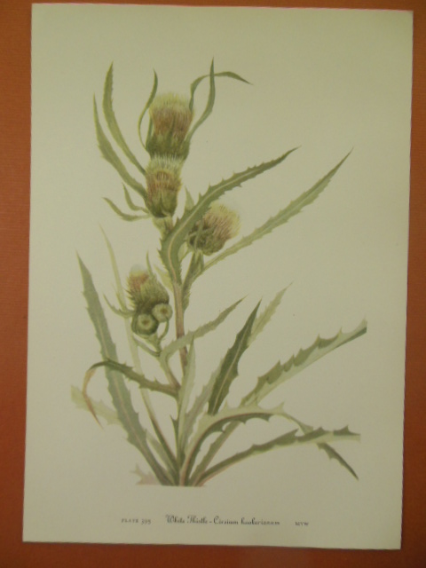 Image for Botanical Print White Thistle - Cirsium Hookerianum