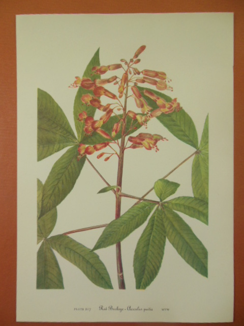 Image for Botanical Print Red Buckeye -Aeseulus Pavia