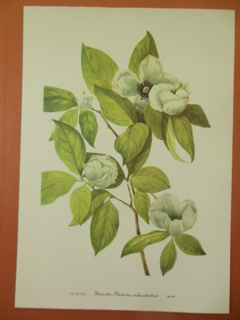 Image for Botanical Print Stewartia - Stewartia Malacodendron