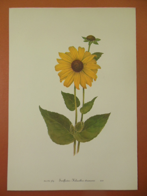 Image for Botanical Print Sunflower - Helianthus Strumosus