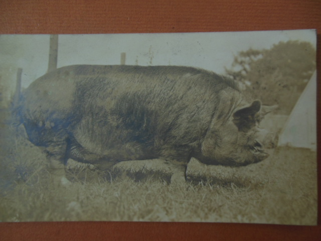 Image for Real Photo Postcard O.C. Barber Thoroughbred Pig (Barberton, Ohio 1911)