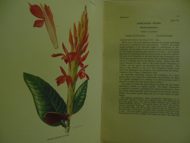 Image for Addisonia; Publication of the New York Botanical Garden 1920
