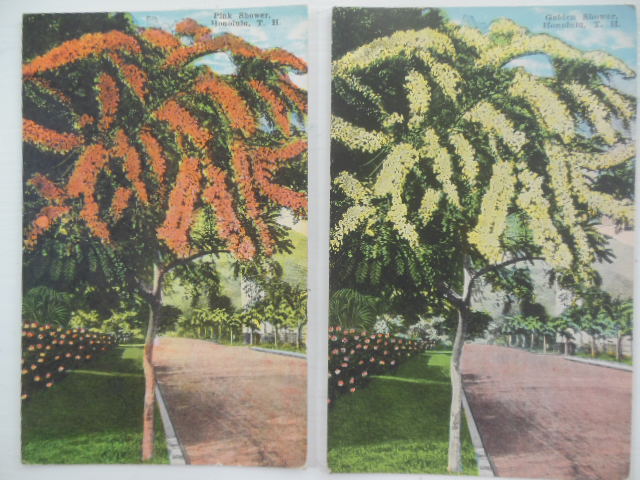 Image for Postcards Honolulu Pink Shower, Golden Shower (two cards)