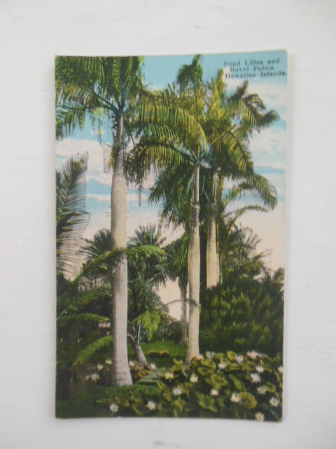 Image for Postcard Pond Lilies and Royal Palms Hawaiian Islands