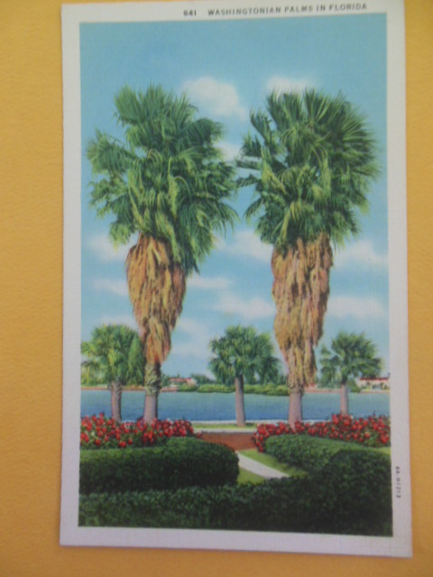 Image for Postcard Washingtonian Palms in Florida (1930's)