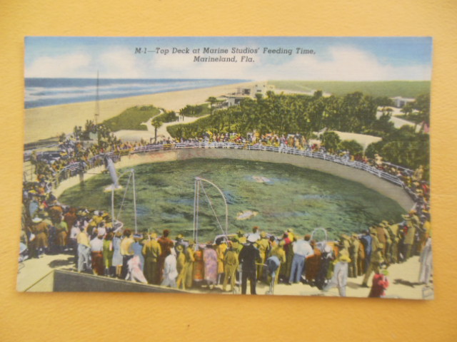 Image for Postcard Top Deck at Marine Studios' Feeding Time Marineland, Florida