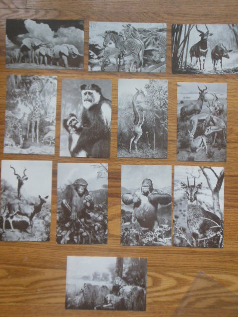 Image for Postcards Animals American Museum of Natural History (Akeley African Hall 12 cards)